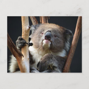 Koala 1 vykort