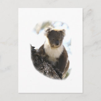 Koala 2 vykort