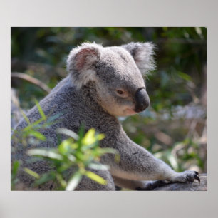 Koala at Perth Zoo Australia Poster