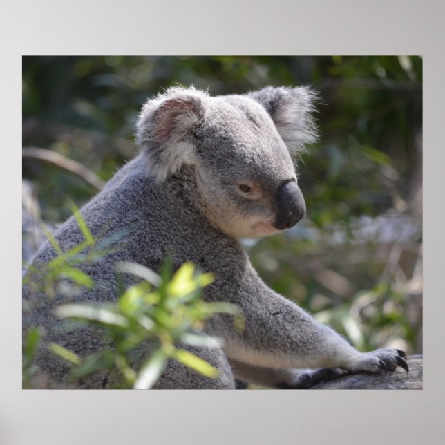 Koala at Perth Zoo Australia Poster (Framsidan)