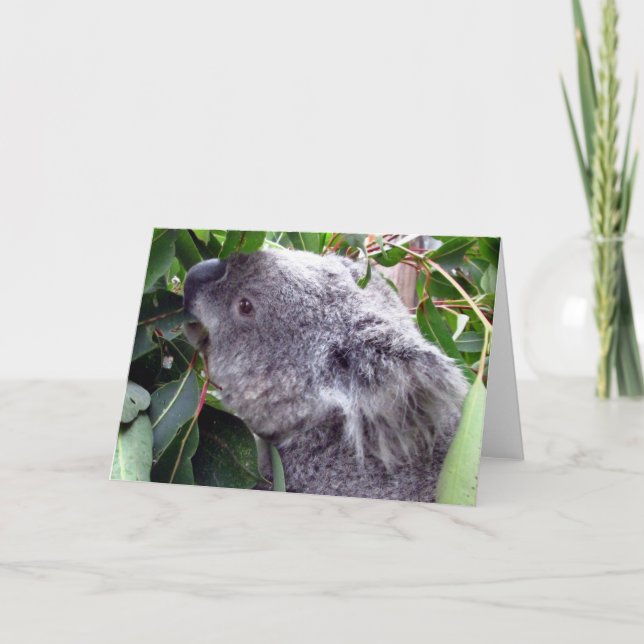 koala äter kort (Framsida)