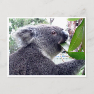 koala äter vykort