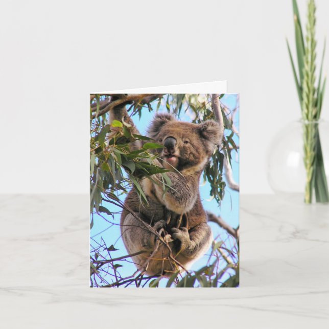 Koala Australia Greeting Card Kort (Framsida)