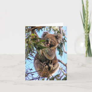 Koala Australia Greeting Card Kort