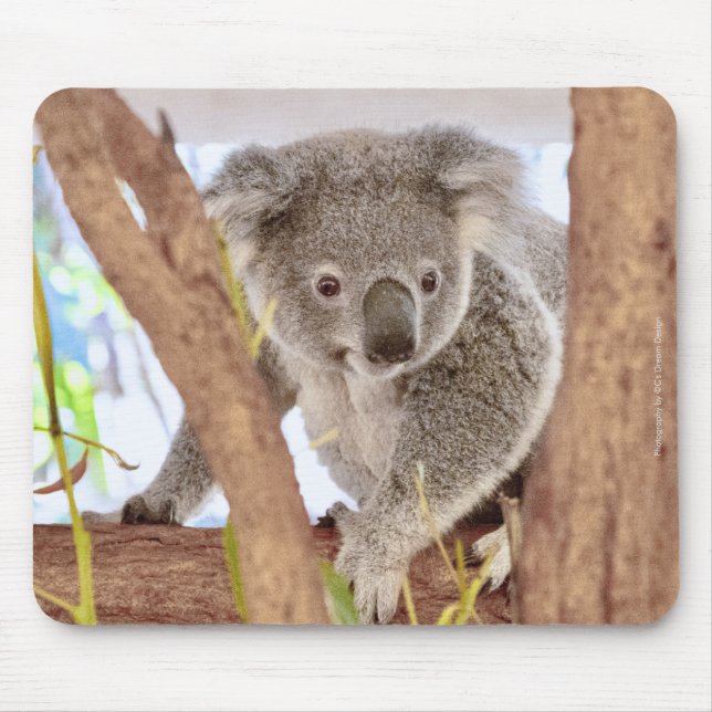 Koala Australia Mouse Pad | C:s Dream Design Musmatta (Framsidan)