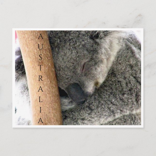 koala australia vykort (Framsida)