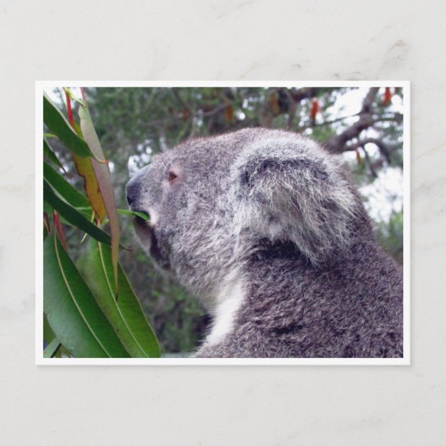 koala australia vykort (Framsida)