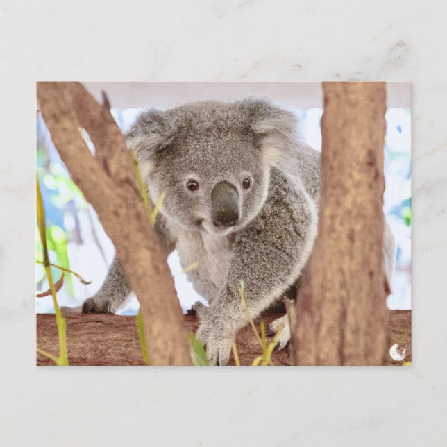 Koala Australien | "Moment, ombesökt" A6-vykort Vykort (Framsida)