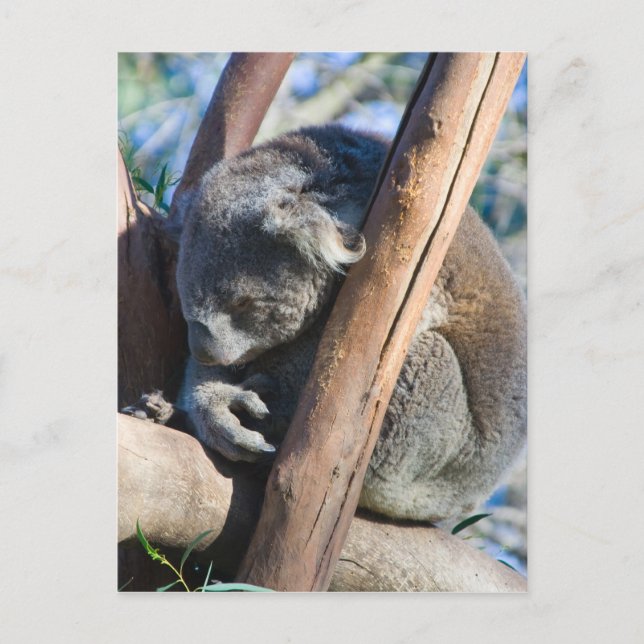 Koala - Australien Vykort (Framsida)