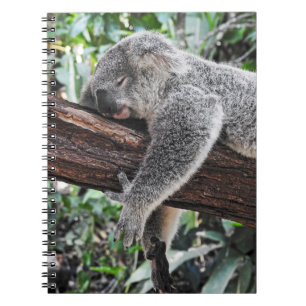 KOALA BAR SLEEPING PÅ TRÄD ANTECKNINGSBOK