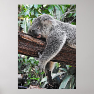 KOALA BAR SLEEPING PÅ TRÄD POSTER