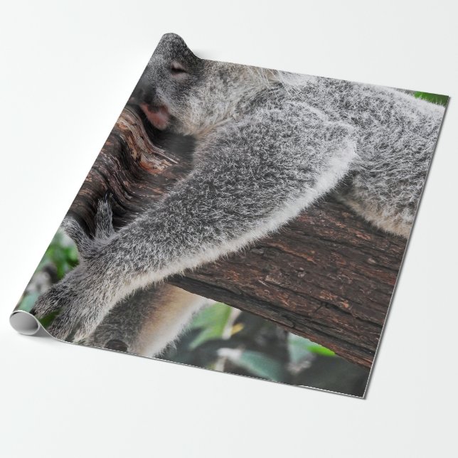 KOALA BAR SLEEPING PÅ TRÄD PRESENTPAPPER (Utrullad)