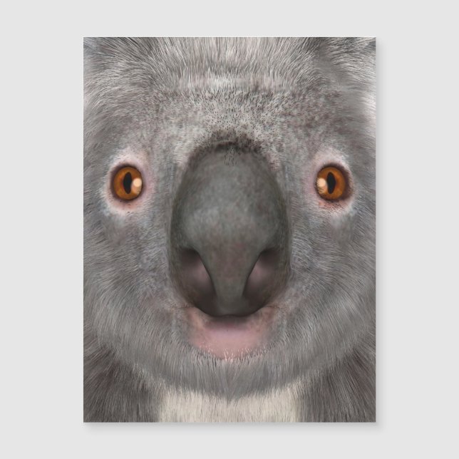 Koala Bear (Framsida)