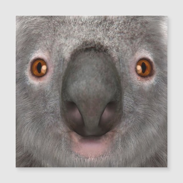 Koala Bear (Framsida)