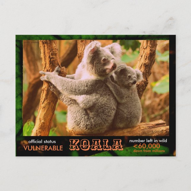 KOALA (Bear) är hotat, läs följande: - Vykort (Framsida)