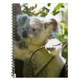 Koala Bear Aussi Safari Peace Kärlek Nature Destin Anteckningsbok Med Spiral