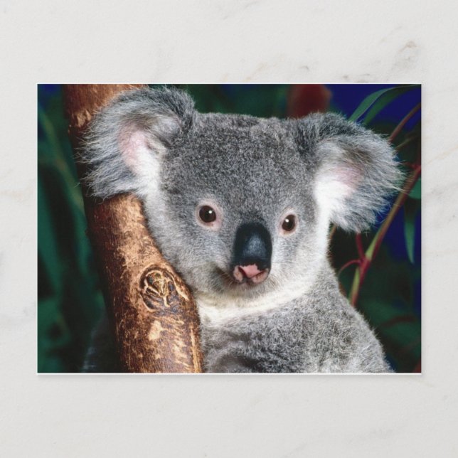 Koala Bear Australien Outback Land Animal Cute Vykort (Framsida)