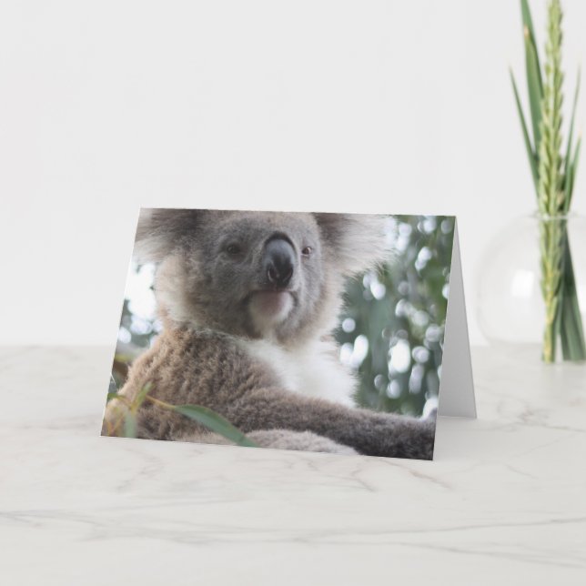 Koala Bear Facts Greeting Cards Kort (Framsida)