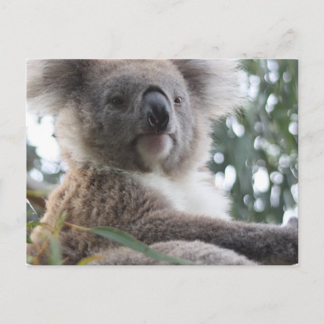 Koala Bear Facts Postcard Vykort (Framsida)