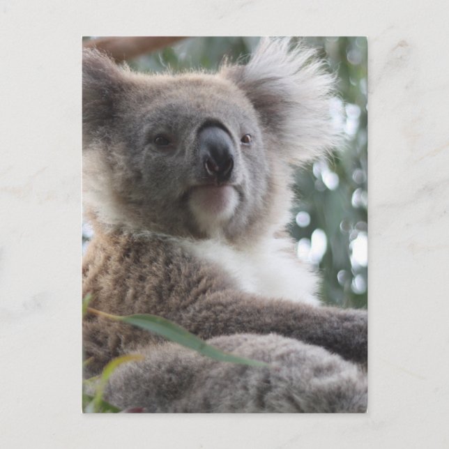 Koala Bear Facts Postcard Vykort (Framsida)