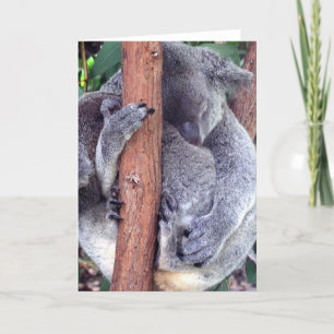 Koala Bear Family Greeting-kort Kort