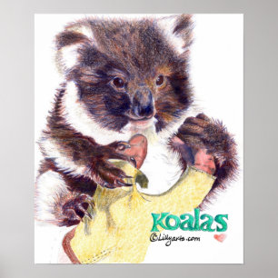 Koala Bear Fine Art Print och Poster