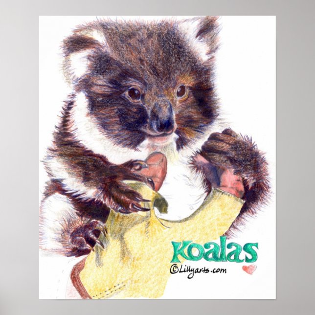 Koala Bear Fine Art Print och Poster (Framsidan)