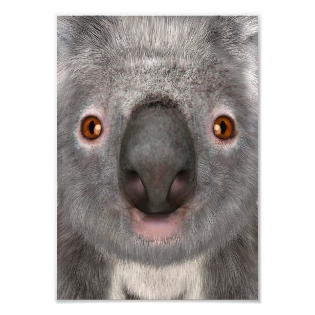 Koala Bear Fototryck (Framsidan)