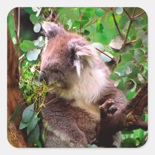 Koala Bear  Fyrkantigt Klistermärke