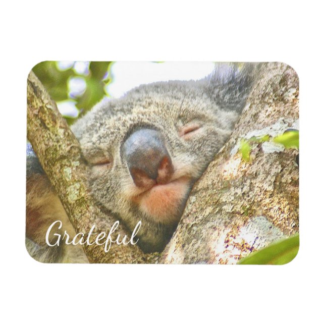Koala Bear Gratitude Magnet (Horisontell)