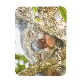 Koala Bear Gratitude Magnet