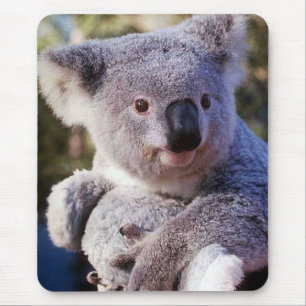 Koala Bear Holding A Koala Bear Musmatta