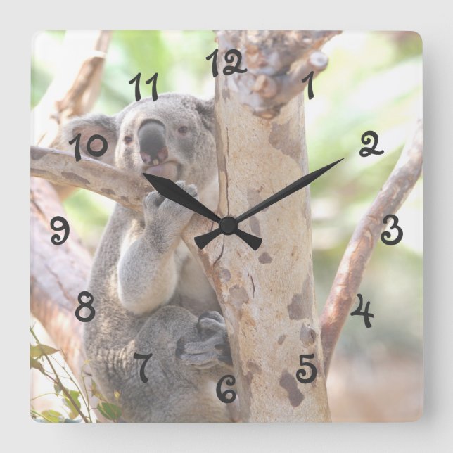 Koala Bear i A Träd Fyrkantig Klocka (Framsida)