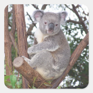 Koala Bear i Träd Fyrkantigt Klistermärke