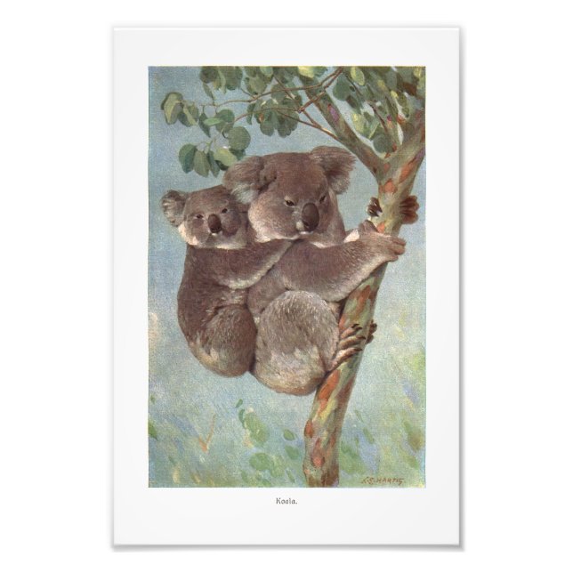 Koala Bear i Träd illustration Fototryck (Framsidan)