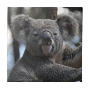 Koala Bear i Träd Kakelplatta