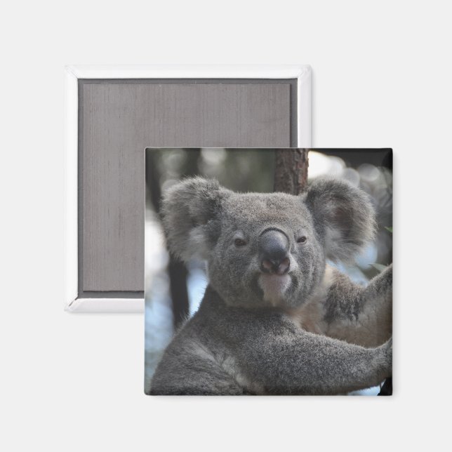 Koala Bear i Träd Magnet (Front/Back)