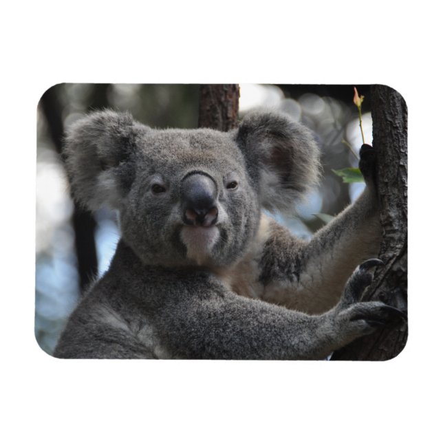 Koala Bear i Träd Magnet (Horisontell)