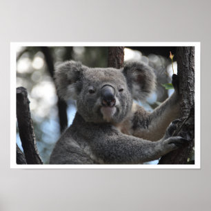Koala Bear i Träd Poster