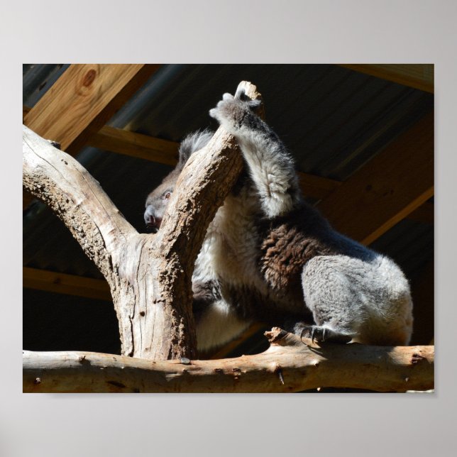 Koala Bear in Cubby House, Poster (Framsidan)