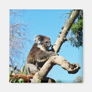 Koala Bear in Old Gräs Träd, Fridge Magnet