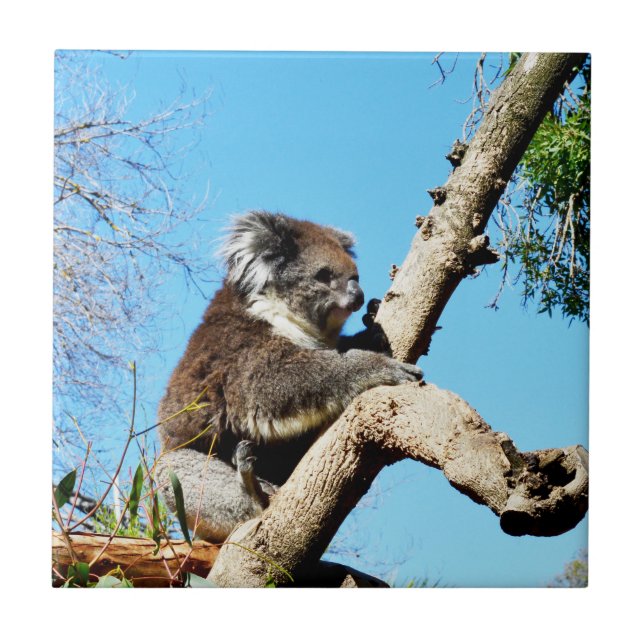 Koala Bear in Old Gräs Träd. Kakelplatta (Framsidan)