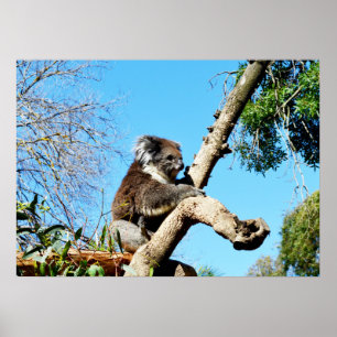 Koala Bear in Old Gräs Träd, Poster
