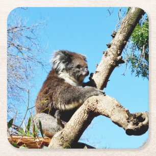 Koala Bear in Old Gräs Träd. Underlägg Papper Kvadrat
