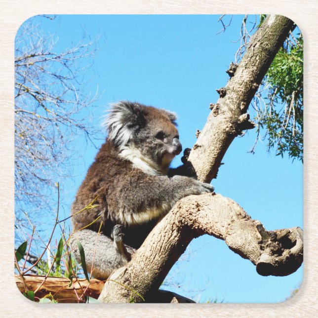 Koala Bear in Old Gräs Träd. Underlägg Papper Kvadrat (Framsidan)