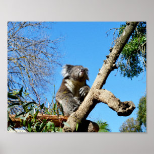 Koala Bear in Old Träd. Poster