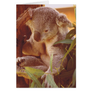Koala Bear Kärlek Hälsningskort