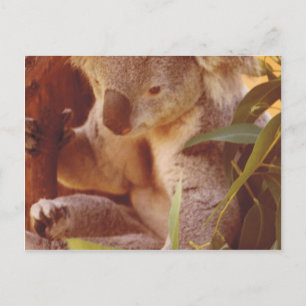 Koala Bear Kärlek Vykort