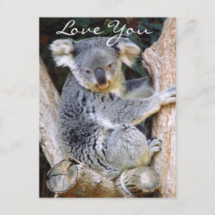 Koala Bear Kärlek_ Vykort