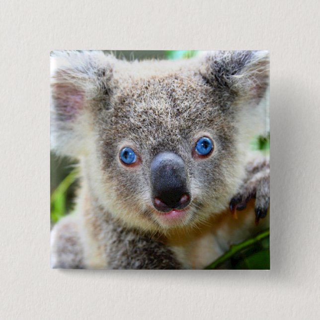 Koala Bear Knapp (Framsida)